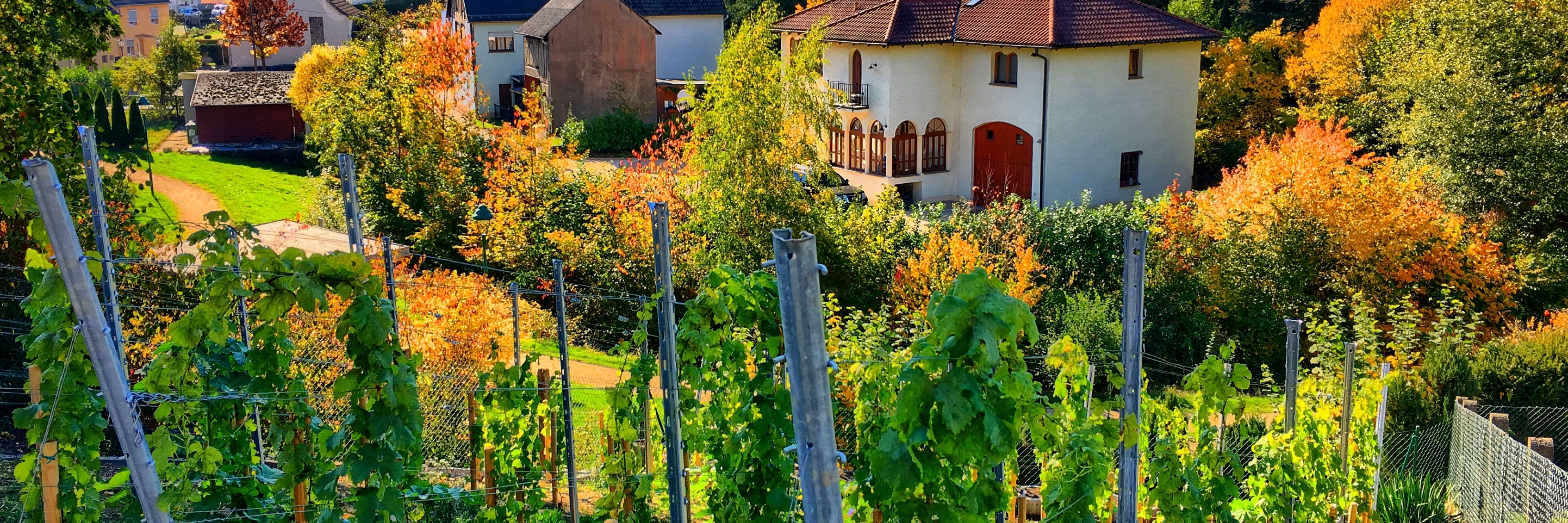 Blick über den Niederelberter Weinberg ins Tal