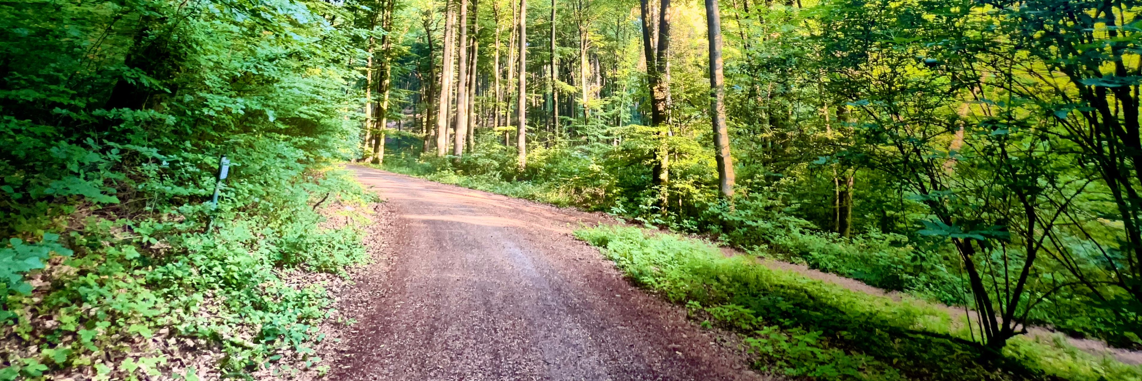 Wanderweg in Niederelbert